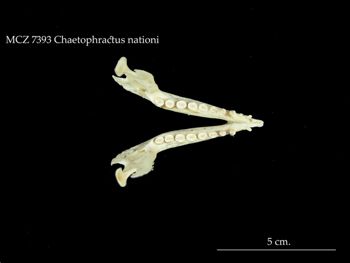 Media type: image;   Mammalogy 7393